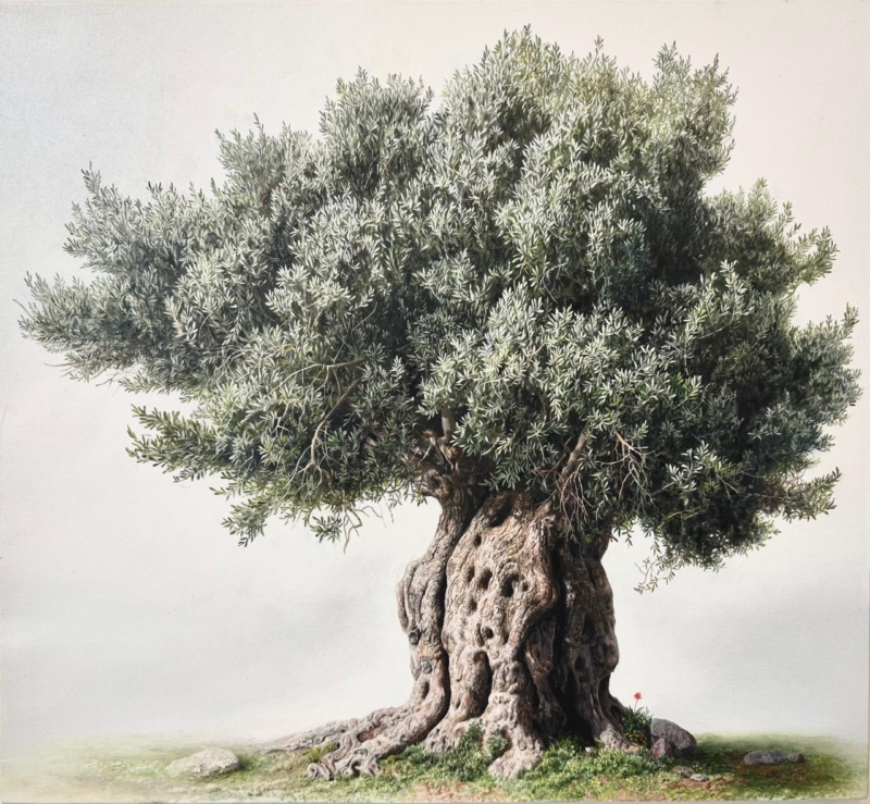 Elidon Hoxha - Olive Tree
